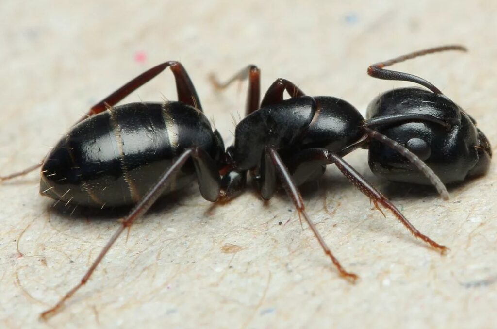 Carpenter ant. Image source: 4ants.ru. Photo.