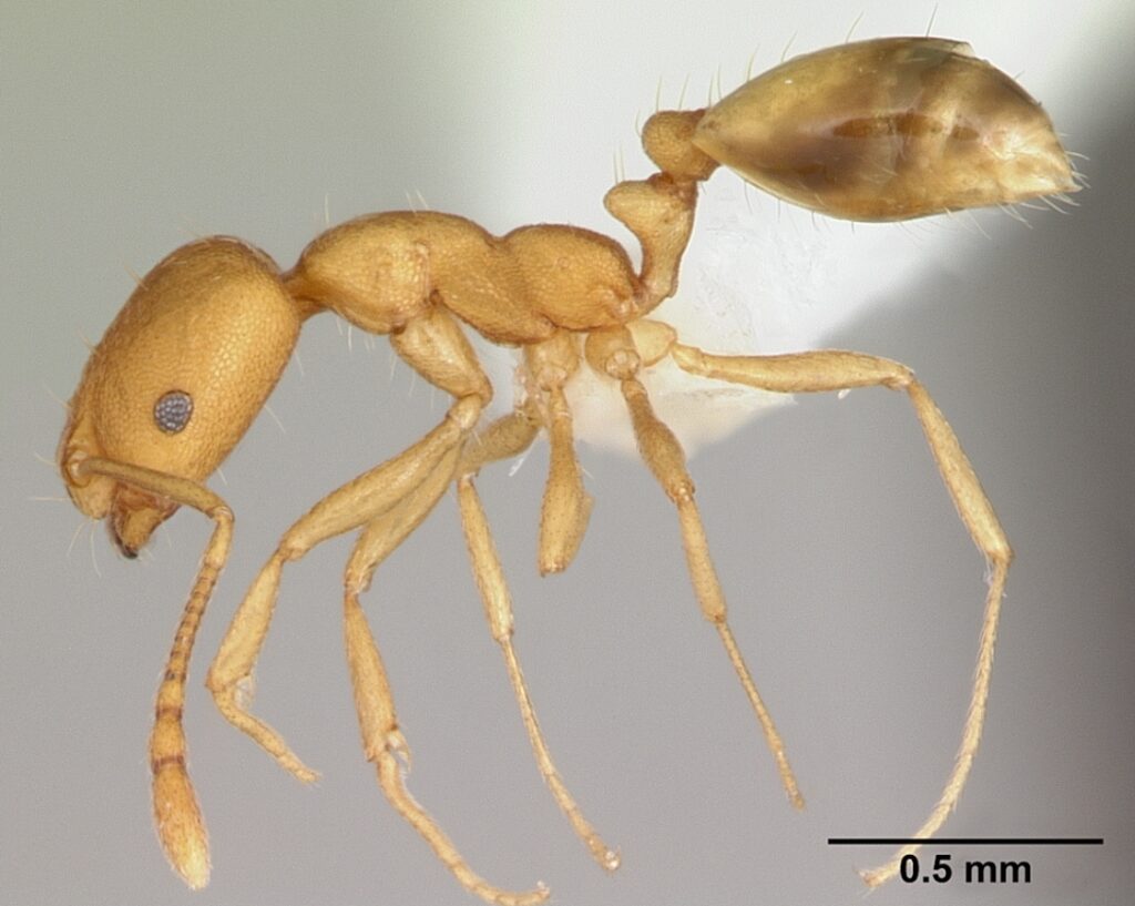 Pharaoh ant. Image source: wikimedia.org. Photo.