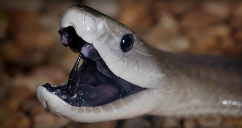 The black mouth of the black mamba. Image source: YouTube. Photo.