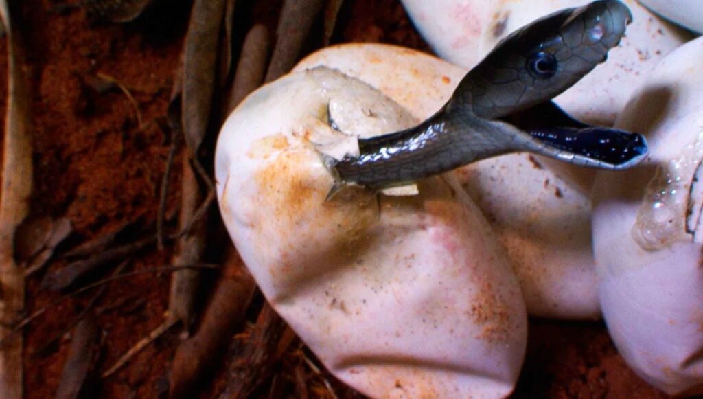 A baby black mamba hatching from an egg. Image source: fishki.net. Photo.