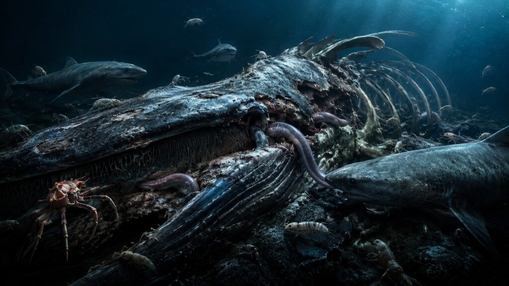 A whale's body can feed millions of creatures for decades. Photo.