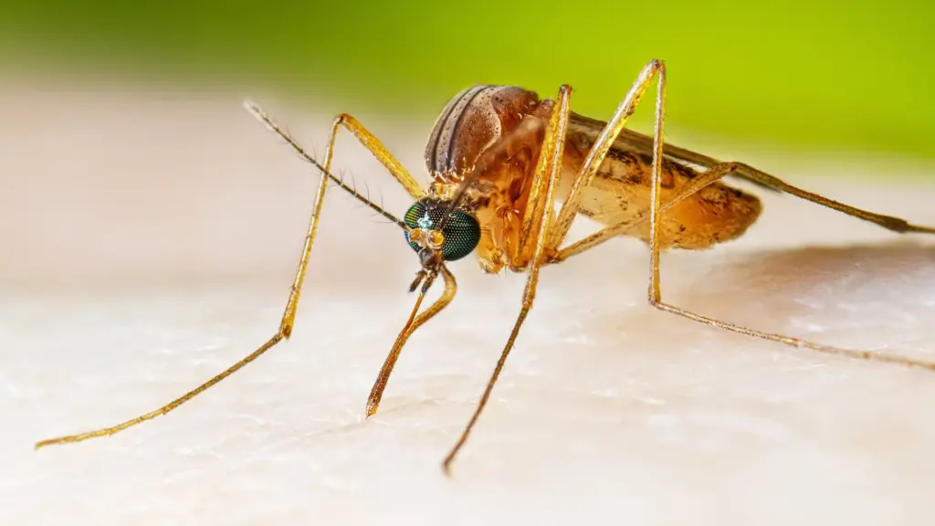 Southern house mosquito Culex quinquefasciatus. Photo.