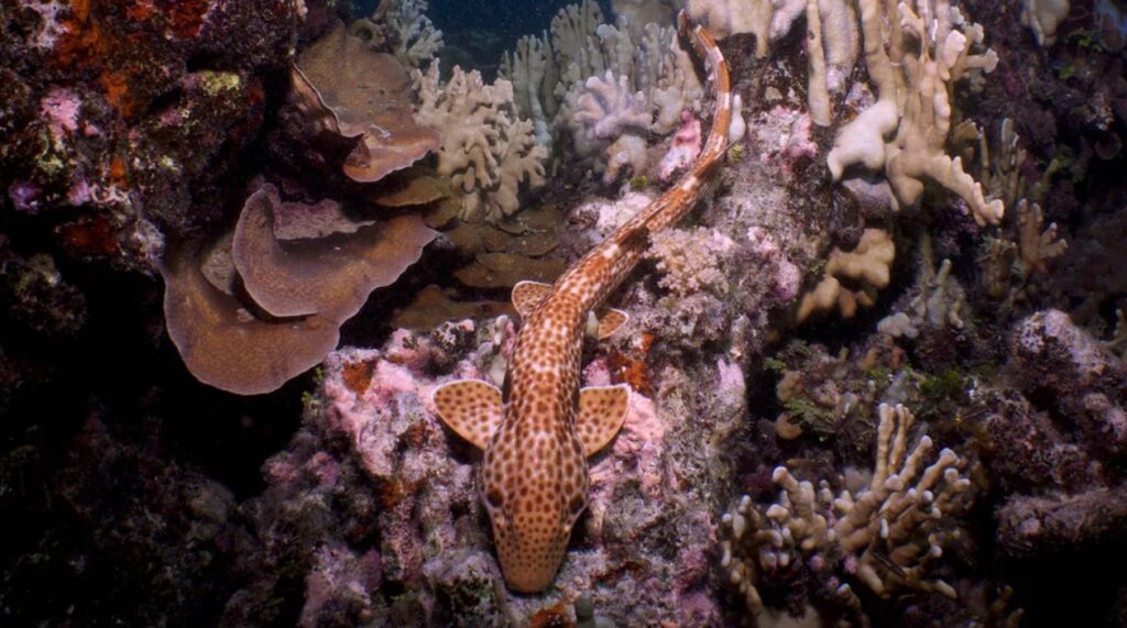 Shark Hemiscyllium dudgeonae. Image source: Live Science. Photo.
