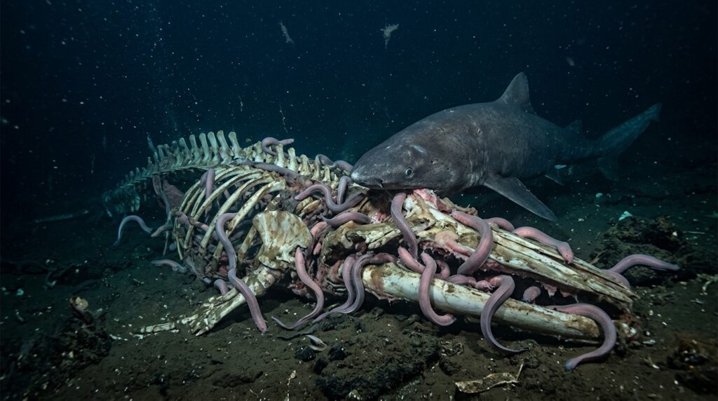 A Greenland shark and hagfish feeding on a whale carcass on the seafloor