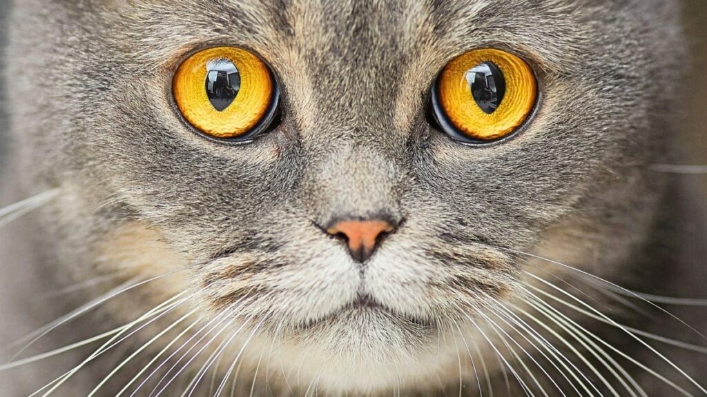 Cats don't always have a positive effect on the psyche: scientists found a link to schizophrenia