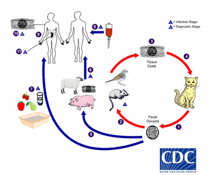 T. gondii reproduces in cats' bodies (1), but can also be transmitted to humans through intermediate hosts (2, 5, 7). Photo.