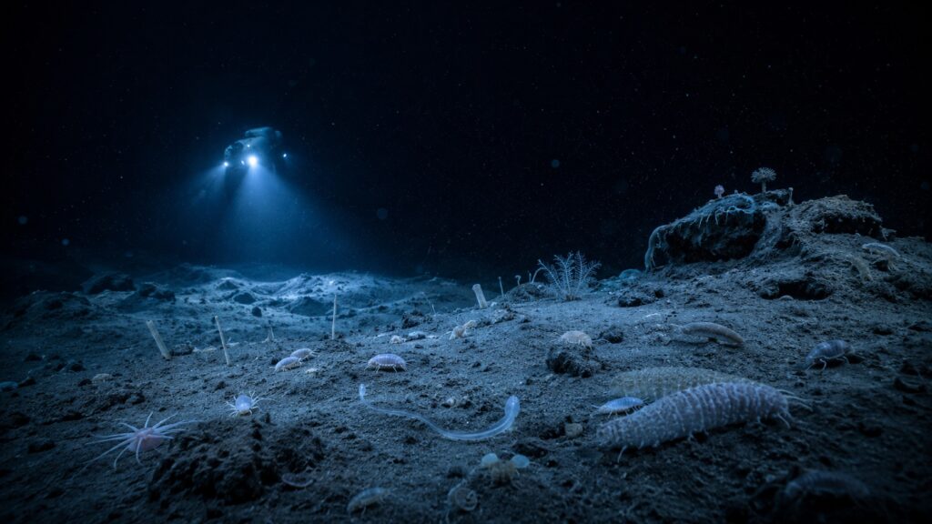 There are no ancient monsters at the bottom of the Mariana Trench, but there are many other creatures. Photo.