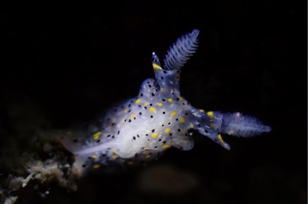 A new animal discovered off the coast of Taiwan: this tiny creature is the size of a sesame seed.