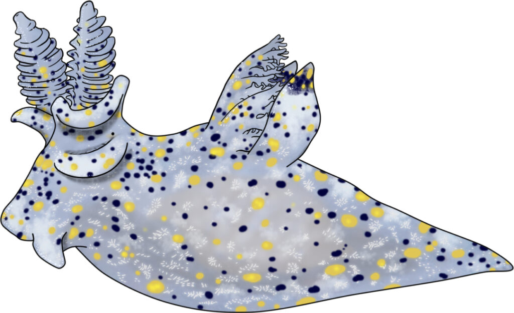 Illustration of the appearance and morphological features of Thecacera sesama.