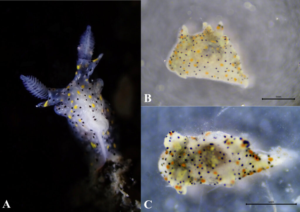 Live specimens of Thecacera sesama. A semi-transparent body with black and yellow speckles is the hallmark of the new species.