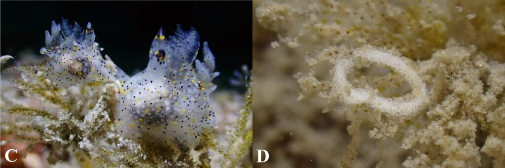 C. Two specimens of Thecacera sesama feeding on a bryozoan; D. Egg ribbon of a polycerid species.