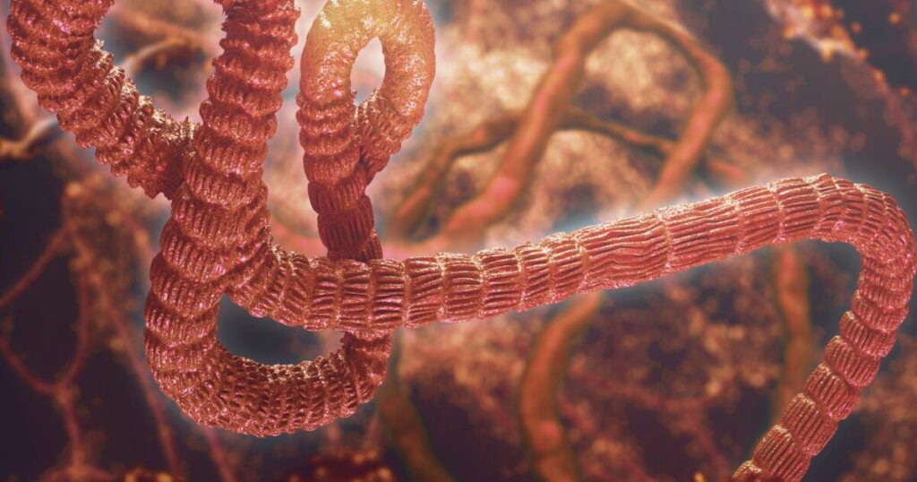 New Ebola strain spreads beyond Africa: what everyone needs to know