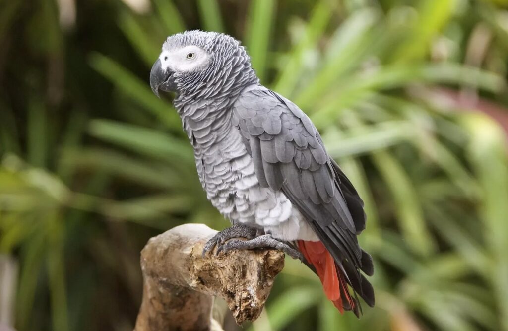 The African grey parrot is one of the most talkative parrots. Image source: bigenc.ru. Photo.