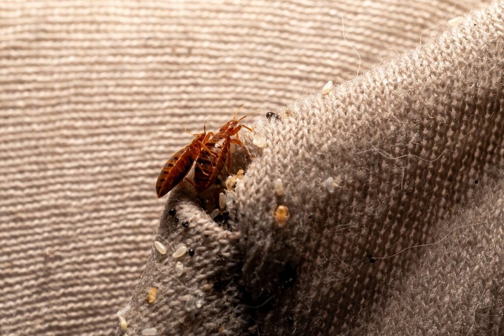 Bed bugs actively crawl through ventilation shafts between apartments