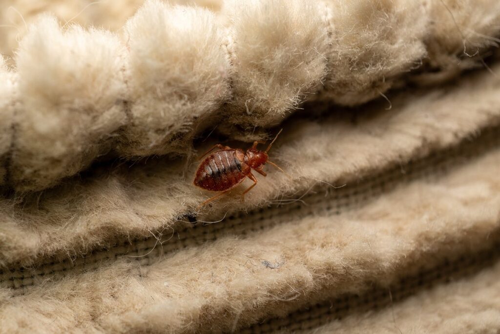 Bed bugs are usually the size of an apple seed. Photo.
