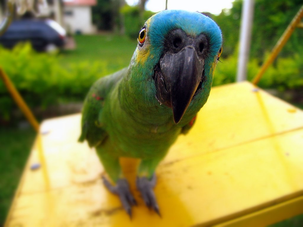 Birds masturbate far more often than we thought, and scientists say it's completely normal. Photo.