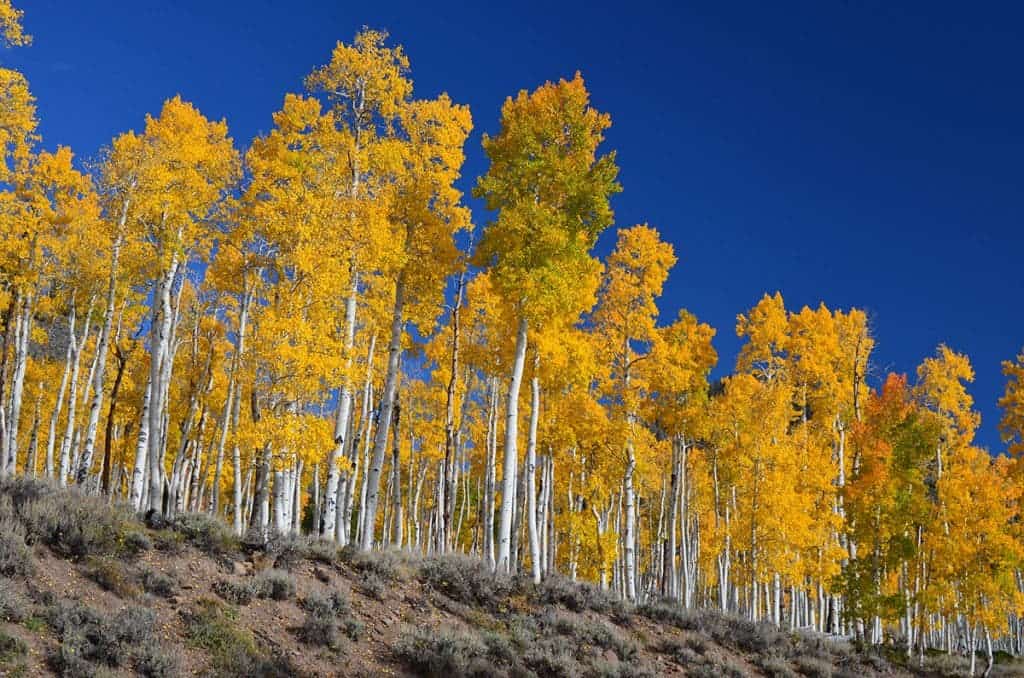 All of Pando's trunks are connected by a single underground root system