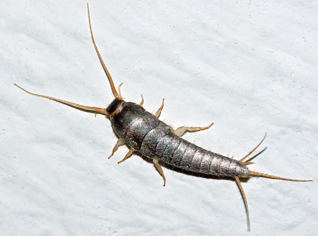 Silverfish close-up. Image source: wikipedia.org. Photo.
