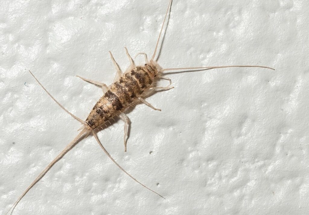 What a firebrat looks like. Image source: wikimedia.org. Photo.