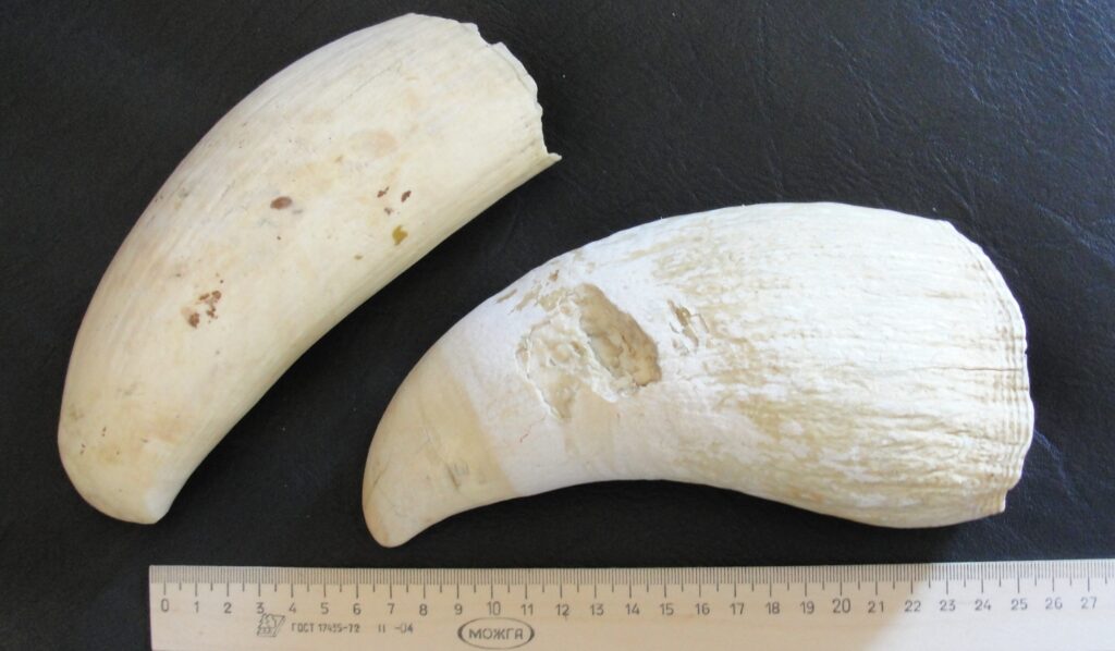 Sperm whale teeth. Image source: wikimedia.org. Photo.