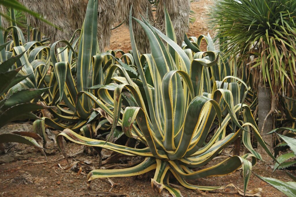 Agave. CAM plants like cacti, pineapples, and agave are best adapted to heat and CO2 scarcity. Photo.