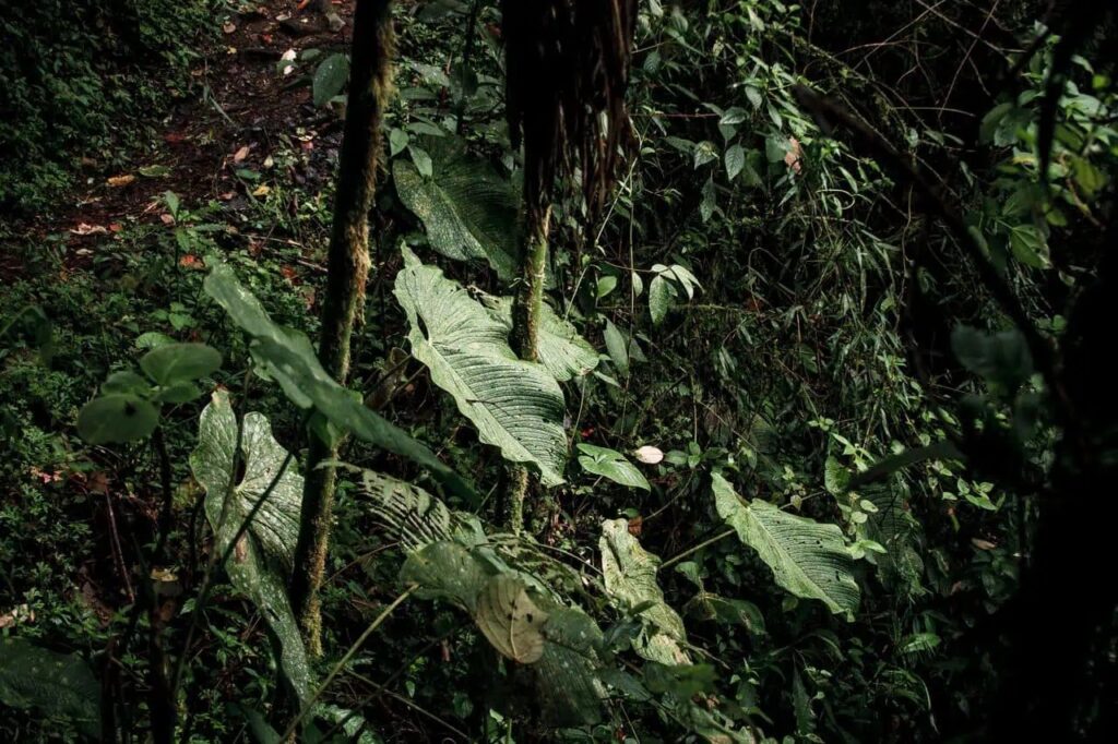 A planet with a surviving photosynthetic biosphere won't look like today's forests, farms, or coral reefs. Photo.