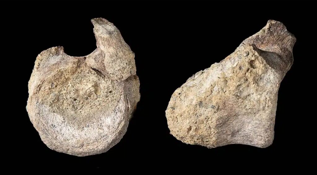 Titanosaur vertebrae found in Antarctica. Image source: dailygalaxy.com. Photo.