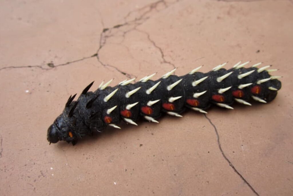 Black caterpillar of the Bunaea alcinoe butterfly. Image source: odditycentral.com. Photo.
