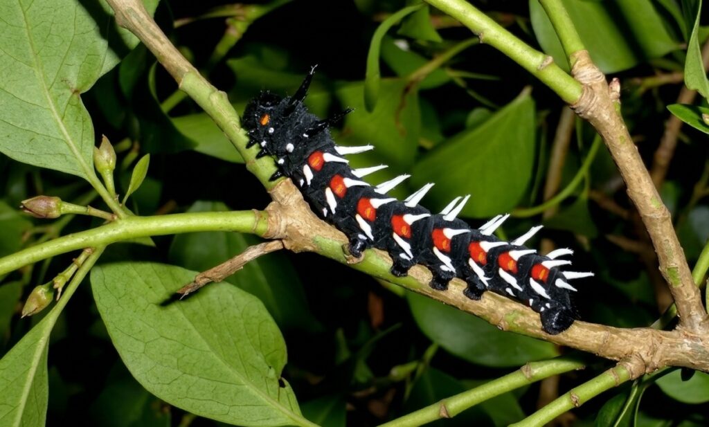 The scary caterpillar from another angle. Photo.