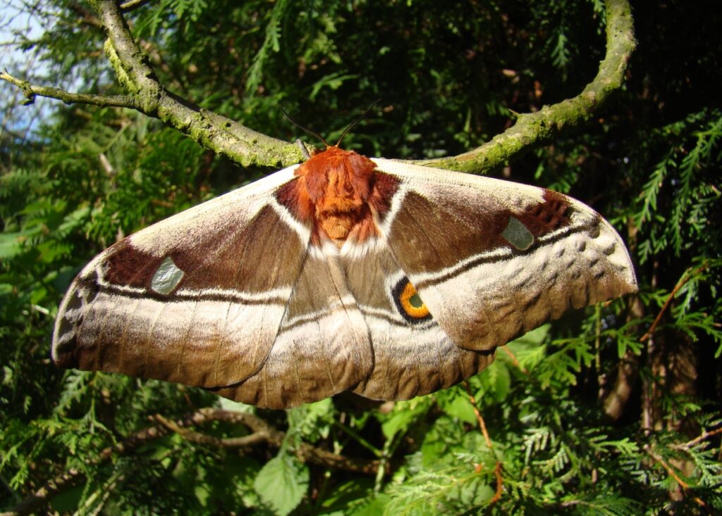 Bunaea alcinoe butterfly. Image source: breedingbutterflies.com. Photo.