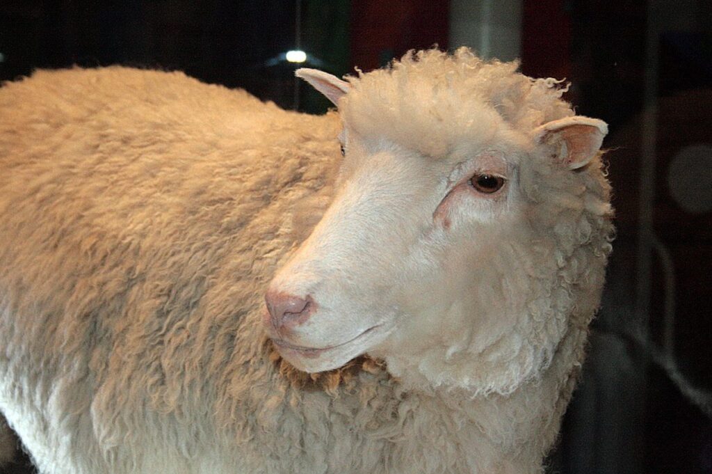Stuffed Dolly the sheep. Image source: wikimedia.org. Photo.