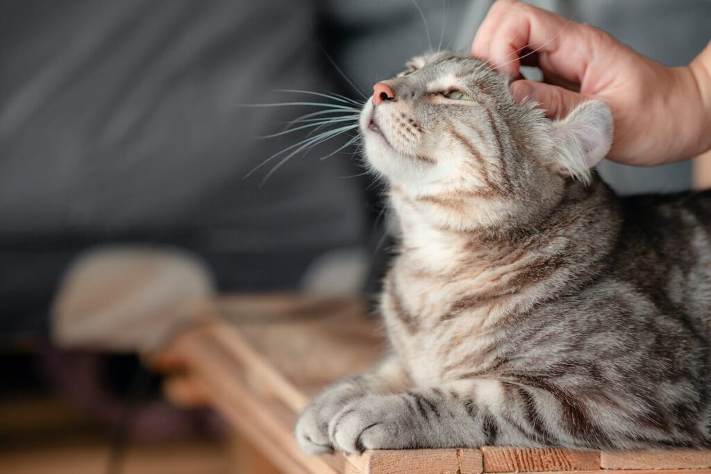 Some cats drool heavily when being petted. Hard to believe, but it really is a sign of happiness. Photo.