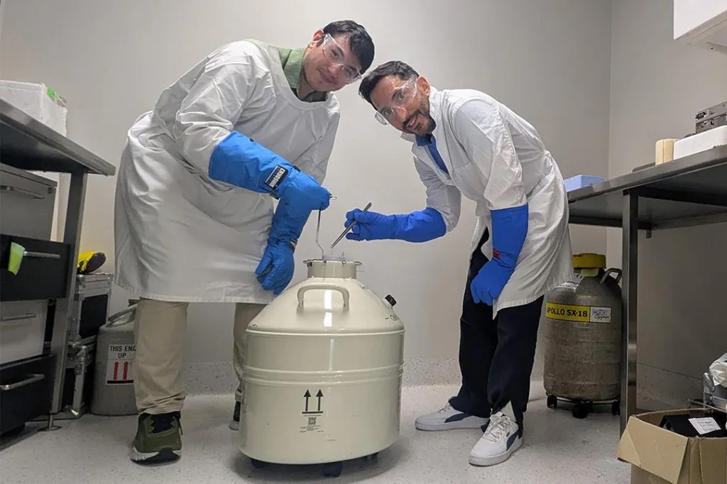 Andres Gambini and Patricio Dendy Palacios work on preserving koala reproductive cells
