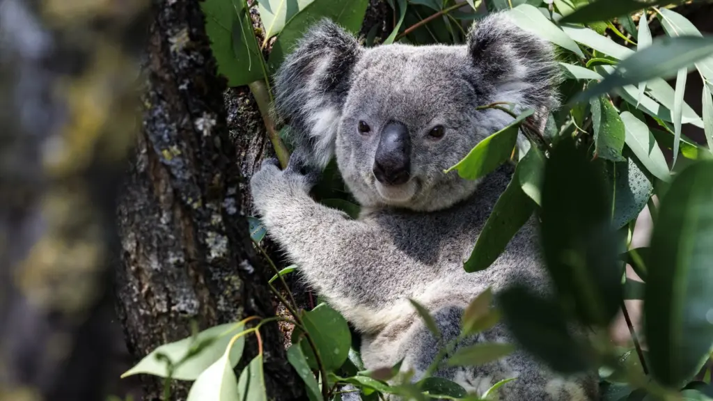 Koalas face numerous threats, including habitat loss and disease