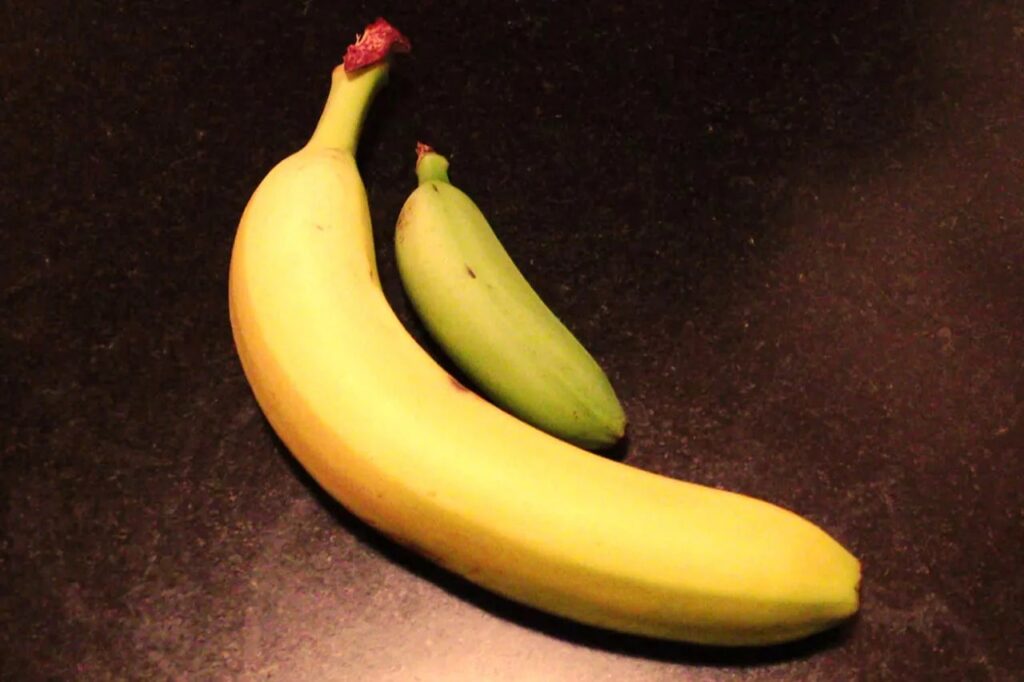 Micropenis is a rare condition with clear medical criteria. Photo.
