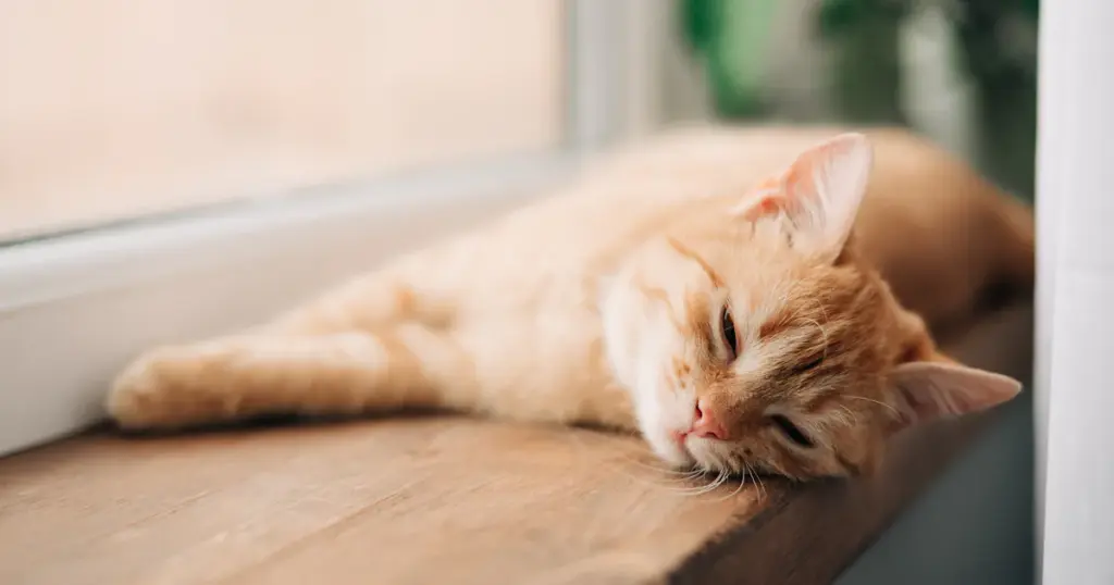 How your cat feels in an uncooled home partly depends on the temperature you usually maintain. If the difference is about 20 degrees, you shouldn't leave the animal without air conditioning. Photo.