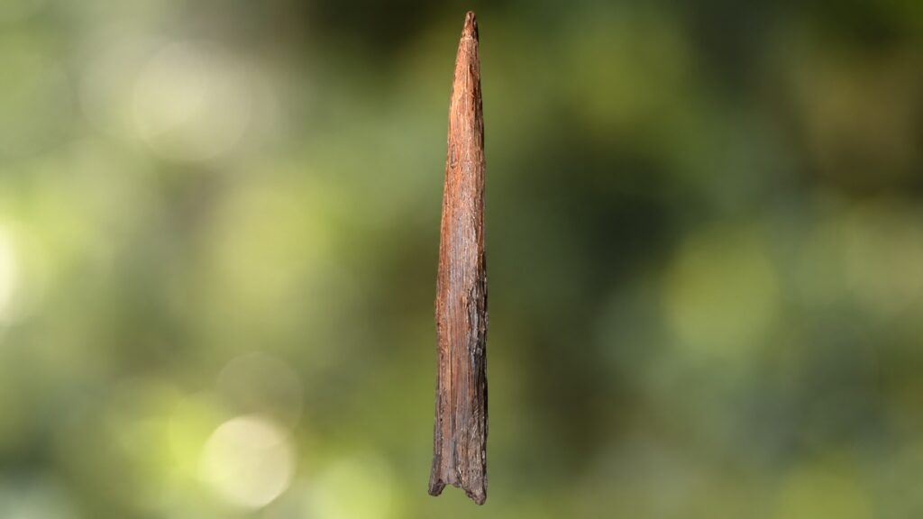 The Clacton spear. Photo.