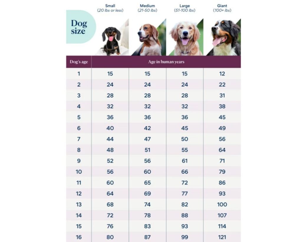 Dog-to-human age comparison chart. Photo.