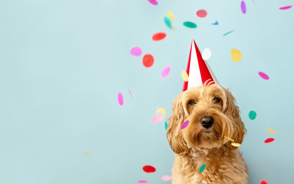 How old is your dog really? Photo.