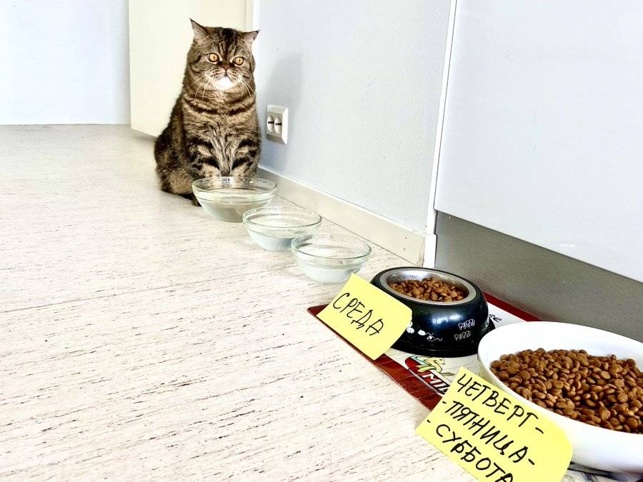 A cat needs not only food and a clean litter box, but also interaction. Image source: do-slez.com. Photo.