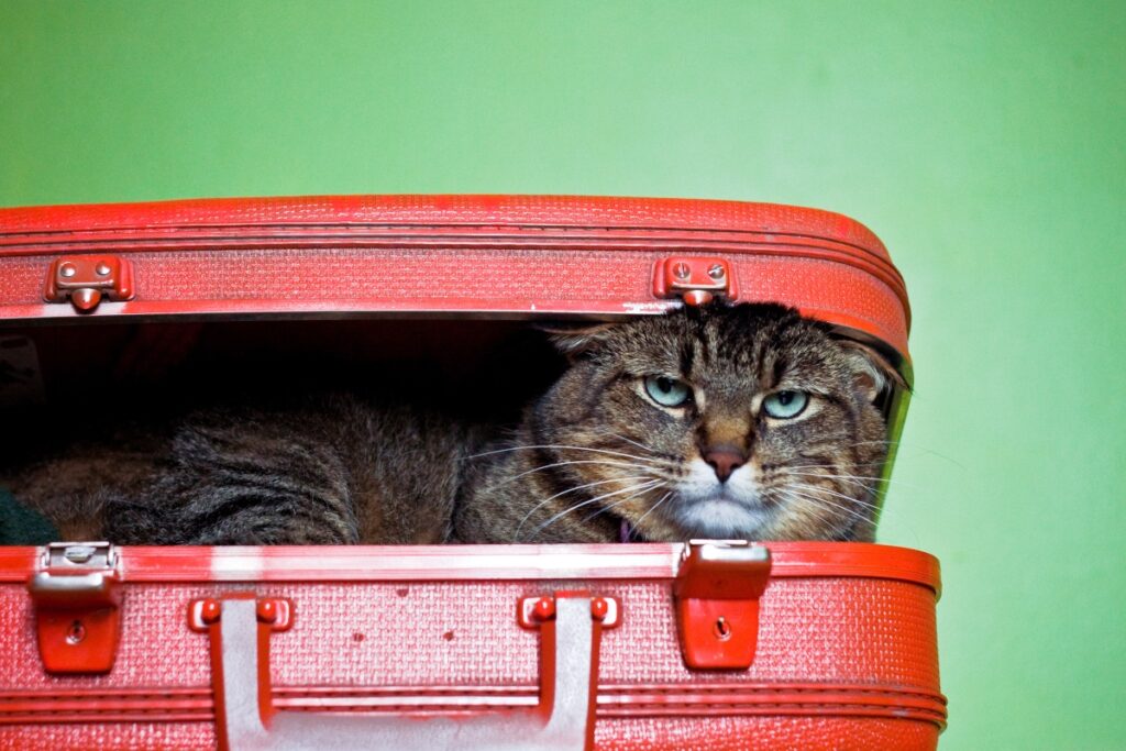 Do cats miss you when you go on vacation? Photo.