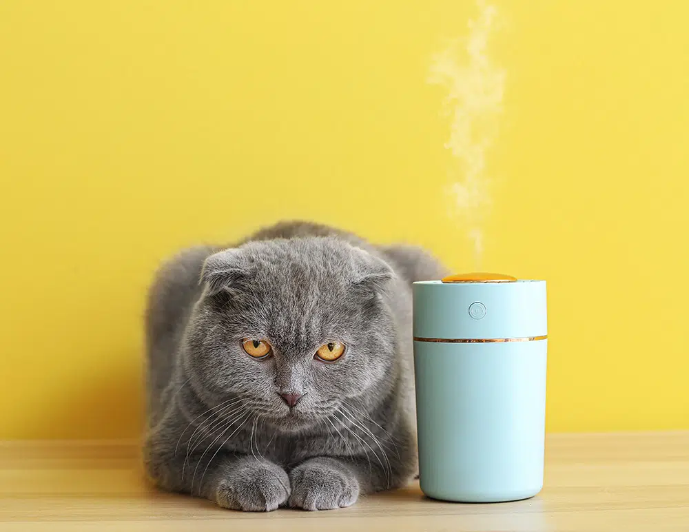 Even a calm cat can notice its owner's disappearance. Photo.