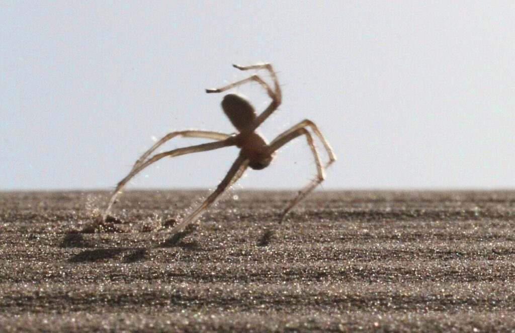 The Moroccan flic-flac spider runs in a very strange way. Image source: wikimedia.org. Photo.