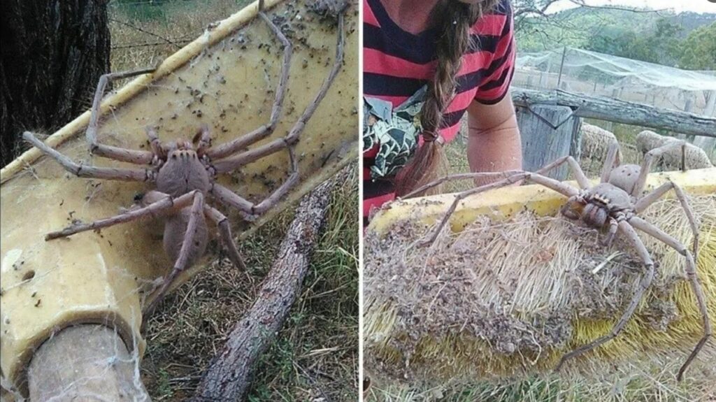 Australian huntsman spider. Photo.