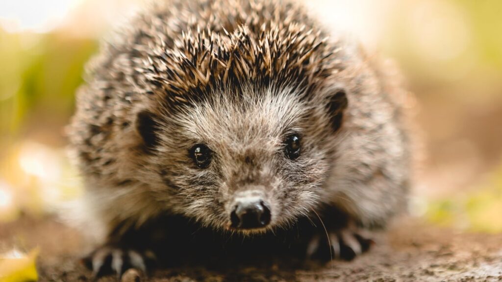Scientists found microplastics in hedgehogs — here's why this should scare you
