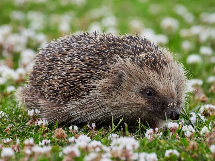 Research shows that food left out by people is the main reason hedgehogs visit private gardens. Many hedgehogs have even become dependent on it, especially in autumn and winter.