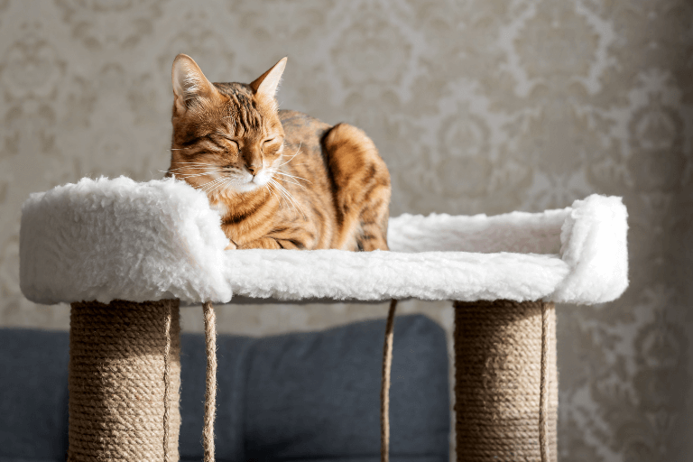 Cats love to climb: it gives them exercise, entertainment, and helps relieve tension. Photo.