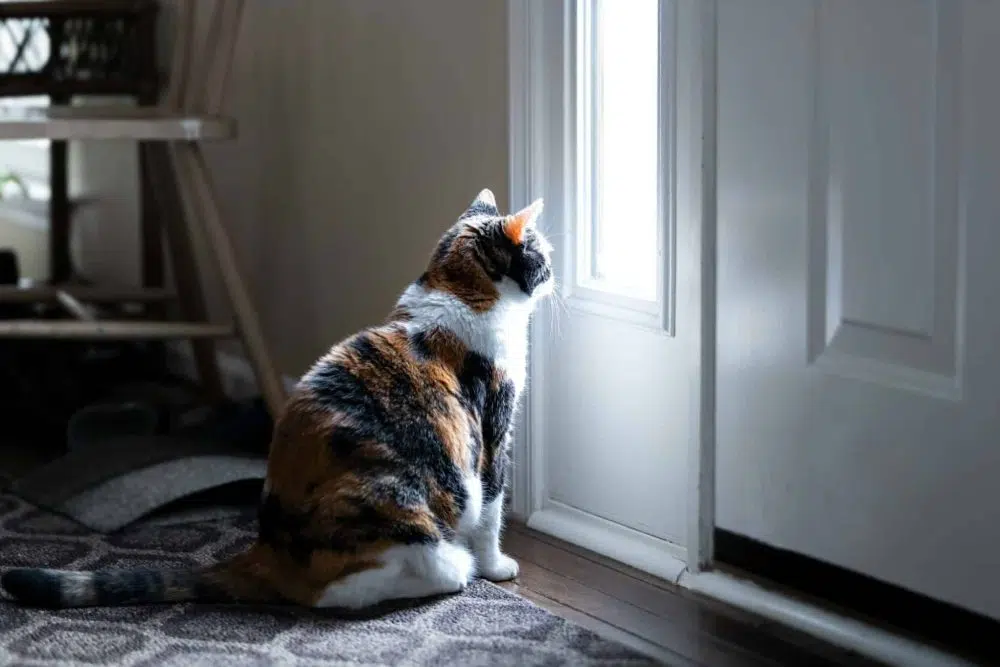 Took a street cat? Here's how to turn it into a house cat