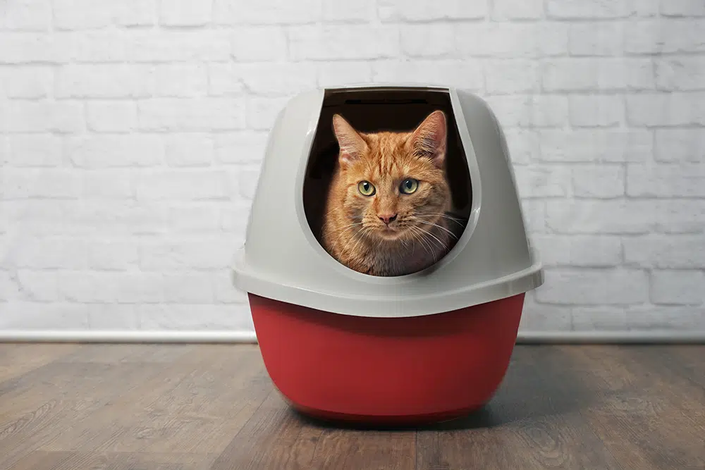 Familiar sand helps the cat understand the purpose of the litter box. Photo.