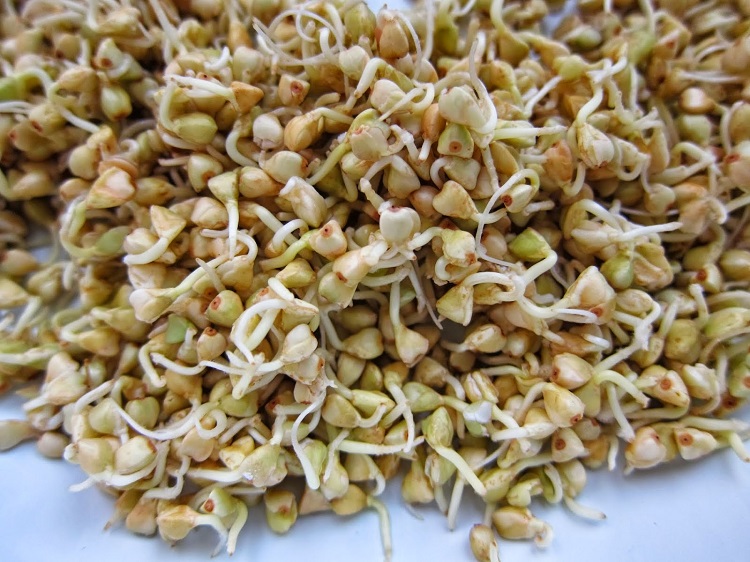 Sprouted green buckwheat — a living grain that brown groats cannot replicate. Image source: pro-rostki.ru. Photo.